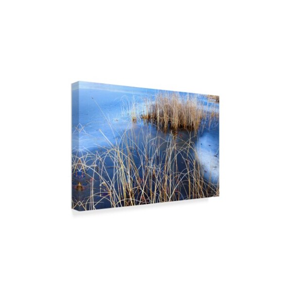 Anthony Paladino 'Bull Rush And Reeds In Ice Mendon Ponds' Canvas Art,30x47